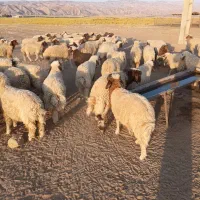بره|حیوانات مزرعه|آبدانان, |دیوار