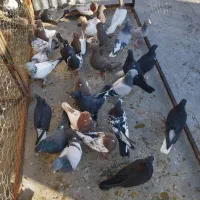 نروماده قاطی دونه۲۰۰