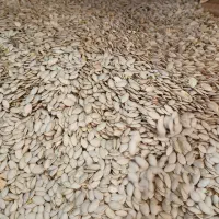 تخمه کدو خارجی|خوردنی و آشامیدنی|هشترود, |دیوار