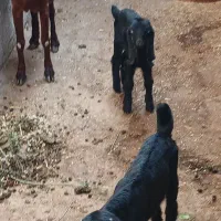 بزبادوکهره