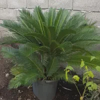 گل و گیاه گلخانه گلهای اپارتمانی تولیدی حراج