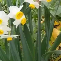 پیاز گلهای معطر|گل و گیاه طبیعی|رشت, نیروی دریایی|دیوار