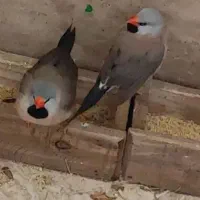 فنچ|پرنده|کرمانشاه, |دیوار