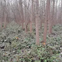 فروش زمین به مساحت دوهزار متر با چوب صنوبر