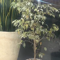 رهن واحد سه خواب شیک میدان جهادشهرک فرهنگیان