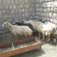 ۶راس میش داشتی و۱میش وبره جفتی۴۳مقطوع
