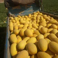 خربزه شیرازی درجه یک چین اول درشت
