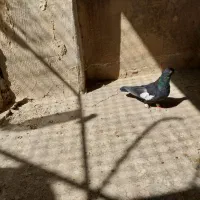 کفتر سرک جوجه و ماده برای فروش|پرنده|شیراز, تندگویان|دیوار