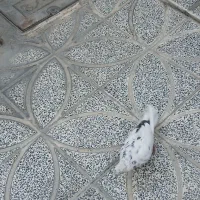 کبوتر بعدظهری