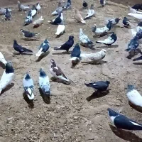 کفتر یا کبوتر|پرنده|چناران, |دیوار