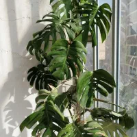 گل برگ انجیری