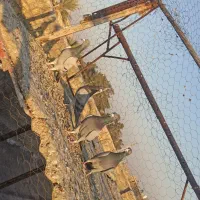 چهار عدد سبز زرنگ|پرنده|شیراز, سعدیه شمالی|دیوار