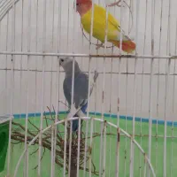 برزیلی کارداده|پرنده|ارومیه, |دیوار