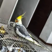 عروس هلندی گمشده پیامبر اعظم