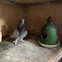 کفتر های پرشی و جوجه کشی|پرنده|رشت, آتشگاه|دیوار