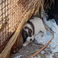 سگ.پا کوتا خرسی پشمالو مامله میکنم