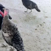 بوقلمون ماده تخم گذار