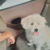 «سگ خانگی پشمالو سفیدبسیار باهوش ومهربون»