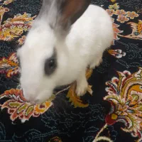 خرگوش نر