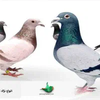 کبوتر