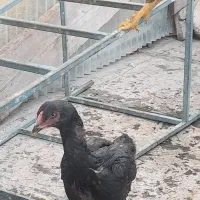 مرغ وخروس لاری مشکی نژاددار