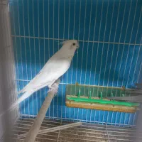 عروس هلندی آلبینو