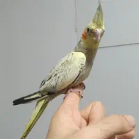 طوطی عروس هلندی های سخنگو و رام رنگبندی مختلف|پرنده|قائمشهر, |دیوار