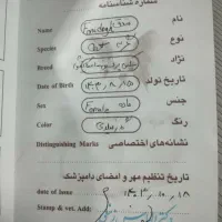 گربه|گربه|زاهدان, |دیوار