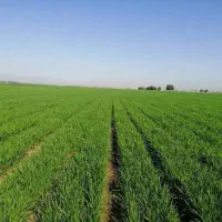 زمین-اجاره-برای-سویا-و-گندم-پنبه-مبخوام