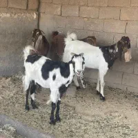 بره وبز|حیوانات مزرعه|شوشتر, |دیوار