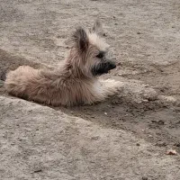 سگ پشمالو|سگ|ایرانشهر, |دیوار