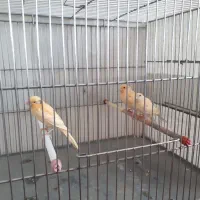 جوجه قناری 90روزه