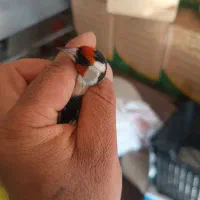 سهره کهنه و پاییزه|پرنده|دورود, |دیوار