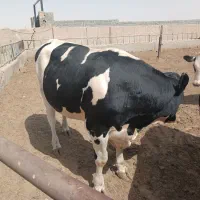 گوساله