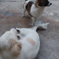 دو عدد سگ عروسکی خونگی با نژاد پامرشیتزو باهوش|سگ|مسجد سلیمان, |دیوار