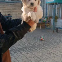 توله شیتزو فلت|سگ|فسا, |دیوار