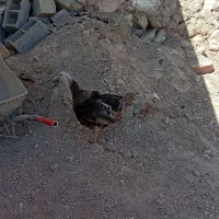 بوقلمون ماده