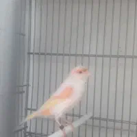 یک جفت قناری موزایکی|پرنده|محمدشهر, عباس آباد|دیوار