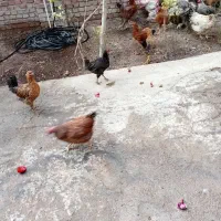 مرغ تخمگذار