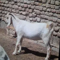 تعداد ۵راس بز  دوقولو  جوان  همراه  ۱۰راس بزغاله|حیوانات مزرعه|شریف‌آباد, |دیوار