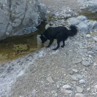 اسب روبوده شده