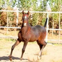 کره مادیان بی مدرک