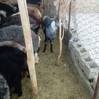 فروش تعدادی کهره و بره چاق|حیوانات مزرعه|داراب, |دیوار