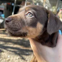 کنکورسو ماده|سگ|رشت, بازار|دیوار