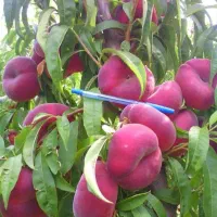 نهال های خوشه ای و پر بار