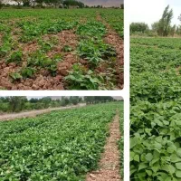 کارشناس کشاورزی/گیاه شناس/حقوق بالای ۵۰ تومن