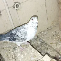 کبوتر|پرنده|مشهد, پارک کوهستان|دیوار