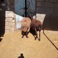 دو عدد میش ابستن|حیوانات مزرعه|کوهدشت, |دیوار