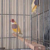 دو عدد فنچ گلدین نر