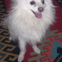 سگ خانگی